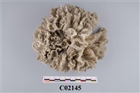 藏品(珊瑚化石)的圖片